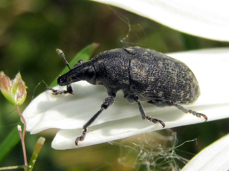 Curculionidae: Larinus turbinatus?  S !